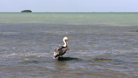 Florida-Key-Largo-Water-View-Pelican-On-Rock-In-Bay-Grooms-Self