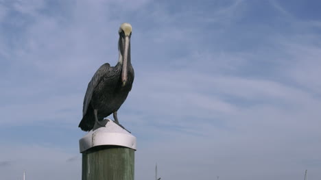 Florida-Key-West-Pelican-Sitting-On-Post