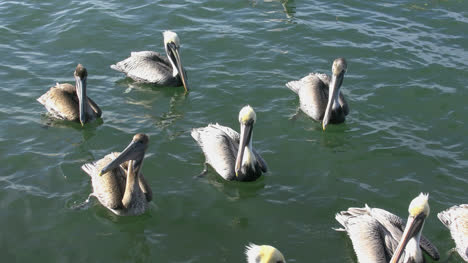 Florida-Pelicans-Gathered-Together-On-Water