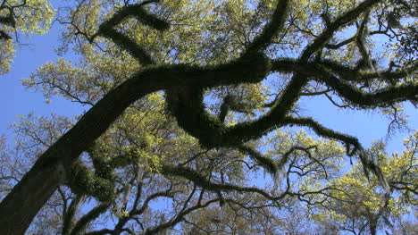 Louisiana-Rosedown-Plantation-Live-Oak