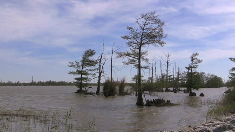 Louisiana-Cypress-Trees