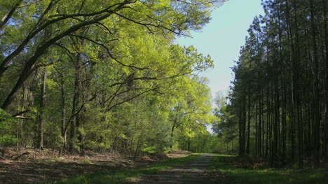 Mississippi-Lane-En-Spring-Woods