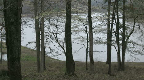 Mississippi-Small-Lake-With-Lacy-Trees