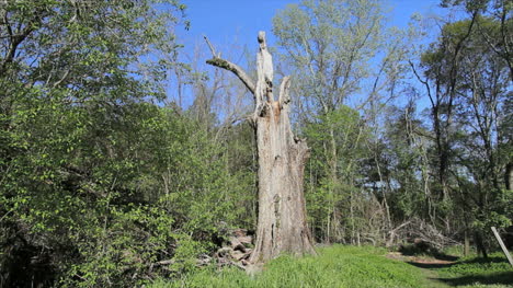 Mississippi-Spring-Woods-With-Dead-Tree-Trunk