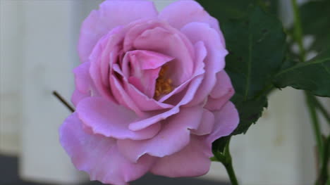 Pink-Rose-Vivid