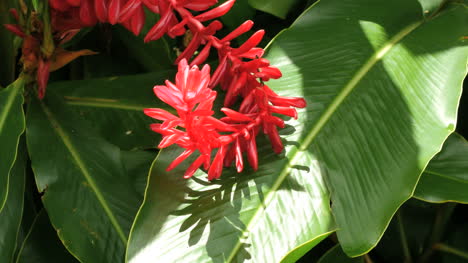 Amerikanisch-samoa-Geschwungene-Ingwerpflanze