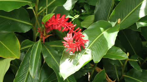 Amerikanisch-samoa-Ingwerpflanze