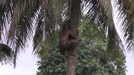 American-Samoa-Man-Climbing-Up-Coconut-Tree