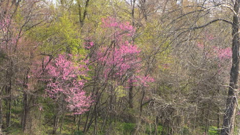 Arkansas-Redbud-In-Spring-Woods