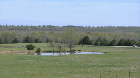 Arkansas-Pond-With-Cows