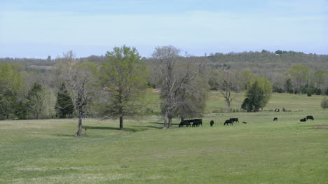 Arkansas-View-With-Cows