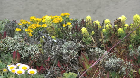 California-Coastal-Wildflowers