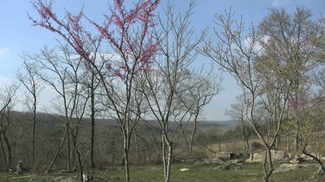 Missouri-Trees-And-Redbud