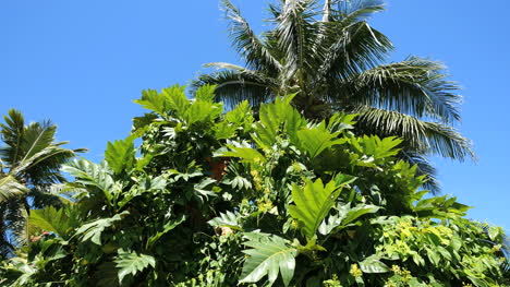 Oahu-Tropical-Vegetation-With-Palm-Tree