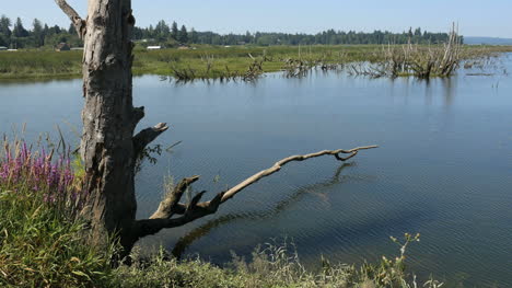 Oregon-Columbia-River-Backwater-Zweig-Im-Teich