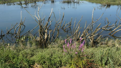 Oregon-Columbia-River-Backwater-Pond-And-Weeds