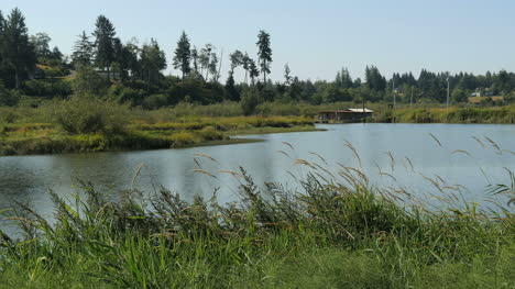 Oregon-Columbia-River-Backwater-Pond-With-Grass