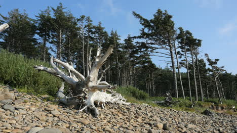 Oregon-Küste-Tote-Baumwurzeln