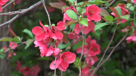 Oregon-Pink-Flowers-In-Spring