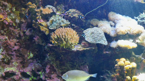 Aquarium-Fish-And-Coral