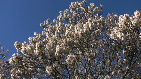 Australia-Mt-Bellevue-Flowering-Tree