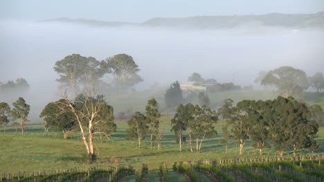 Australia-Outlook-Hill-Trees-And-Mist