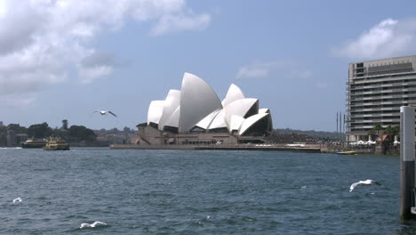 Australia-Sydney-Opera-House-And-Many-Sea-Gulls-With-Ferry
