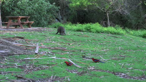 Australia-Yarra-Ranges-Wallaby-And-Parrots