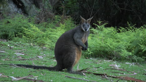 Australia-Yarra-Ranges-Wallaby-Looks-Forward-Then-Turns-Head