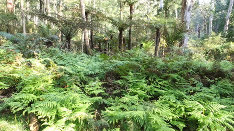 Australia-Yarra-Ranges-Ferns-In-Gum-Forest