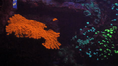 Fluoreszierende-Koralle-In-Leuchtenden-Farben