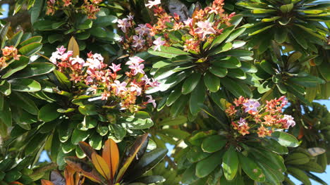árbol-Floreciente-De-Nueva-Caledonia