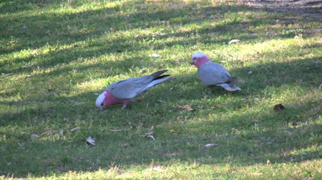 Australia-Grazing-Galah-Birds