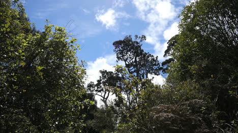 Neuseeland-Catlins-Podocarp-Waldbäume