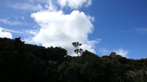 New-Zealand-Catlins-Cloud-Over-Podocarp-Forest