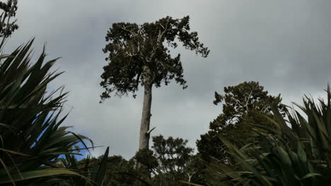 New-Zealand-Catlins-Podocarp-Tree-Against-Cloud