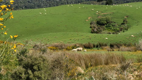 New-Zealand-Catlins-Sheep-Beyond-Weeds