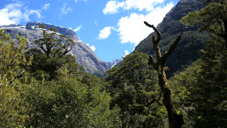 New-Zealand-Fiordland-Dead-Tree-In-Forest