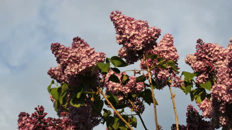 New-Zealand-Lilacs-In-Wind