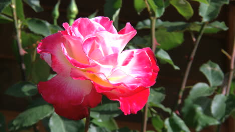 Rote-Und-Weiße-Rose