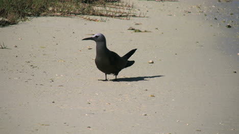 Aitutaki-Bird-On-Sand-Takes-Step