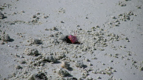 Aitutaki-Crab-Goes-In-And-Out-Of-Hole
