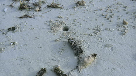 Aitutaki-Crab-Hole-In-Sand