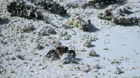 Aitutaki-Crabs-With-One-Coming-Out-Of-Hole