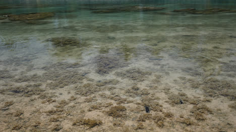 Aitutaki-Fish-In-Lagoon-Water