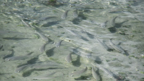 Aitutaki-Fische-Wirbeln-Im-Seichten-Wasser
