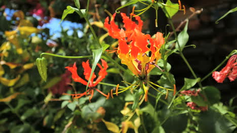 Aitutaki-Flower-Red-And-Yellow