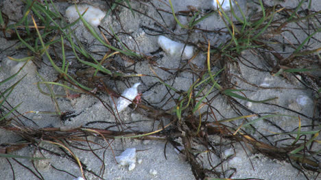 Aitutaki-Hermit-Crab-Struggles-In-Grass