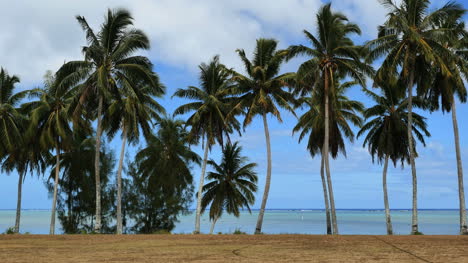 Aitutaki-Palmas-De-Pie-En-Una-Fila-Junto-A-Una-Laguna