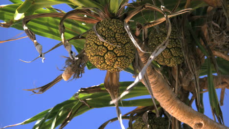Aitutaki-Pandanus-Fruit-Blows-In-Wind